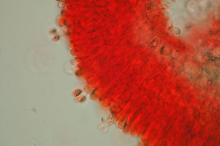 Radulomyces mollaris cistidiado (Radulomyces molaris)